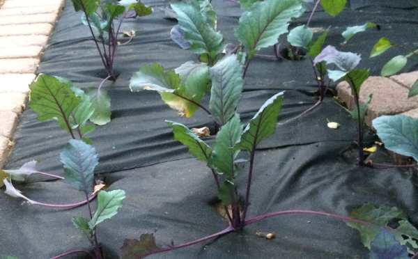 textilia proti burine